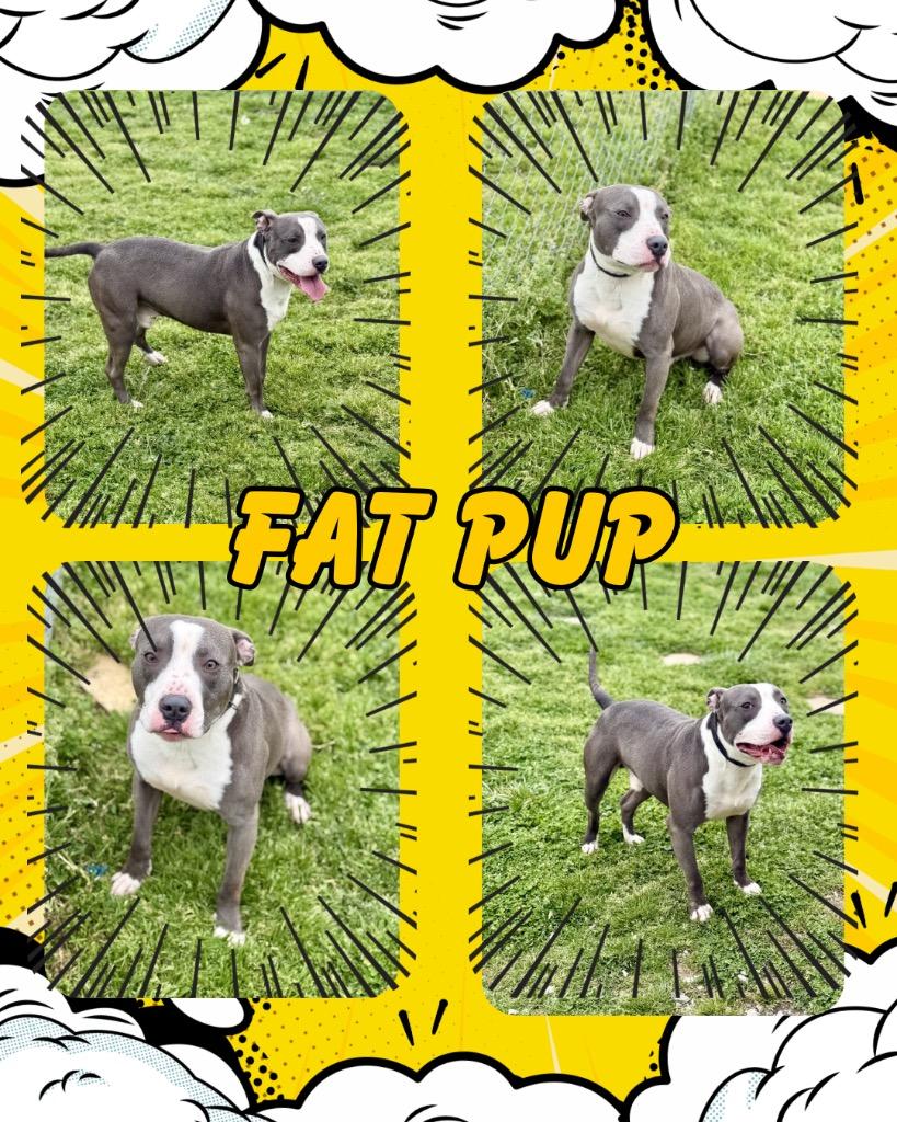 Fat Pup, Adoptable, Young Male Pit Bull Terrier.