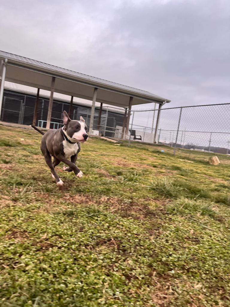 Fat Pup, Adoptable, Adult Male Pit Bull Terrier.