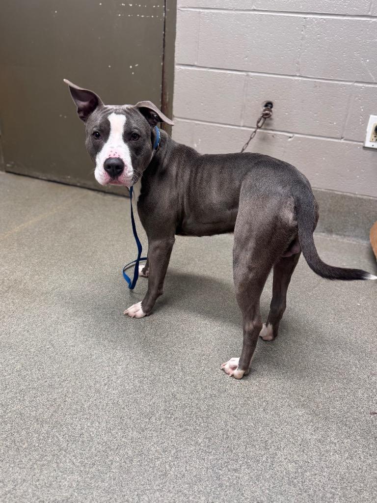 Enlarge Fat Pup, a Adoptable mixed breed in Hopkinsville, KY image 2/5
