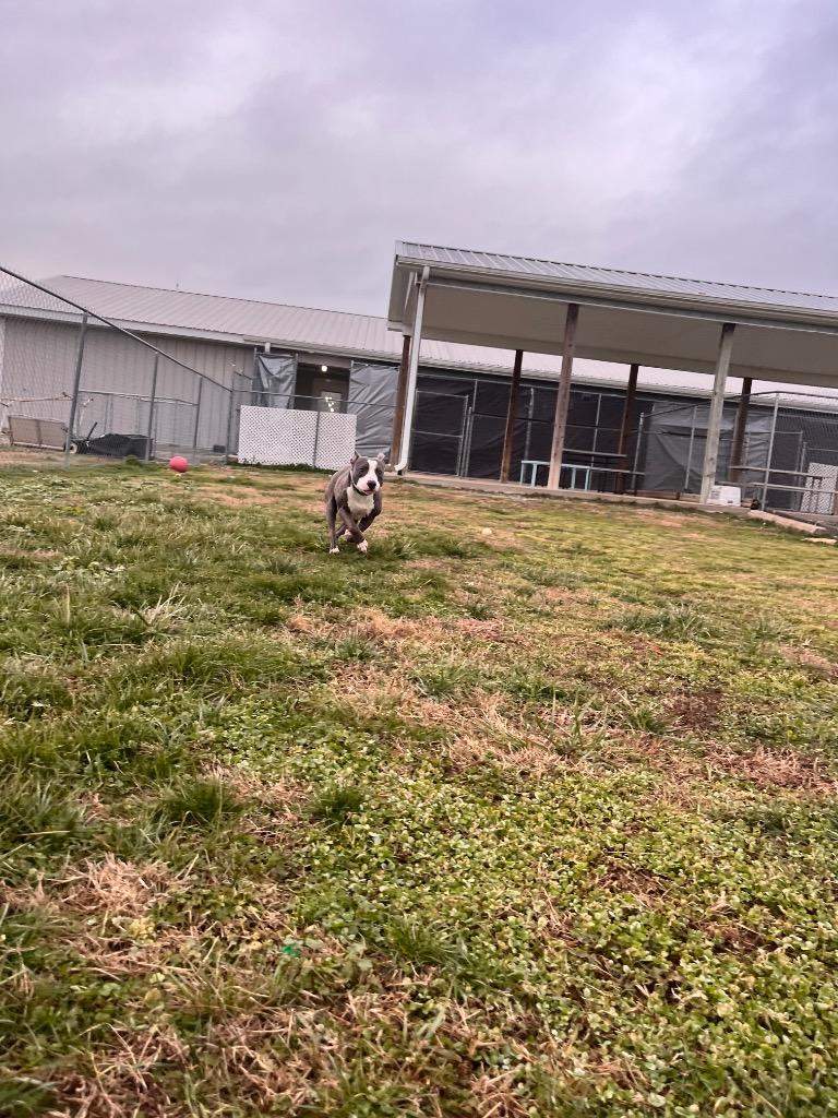 Enlarge Fat Pup, a Adoptable mixed breed in Hopkinsville, KY image 3/5