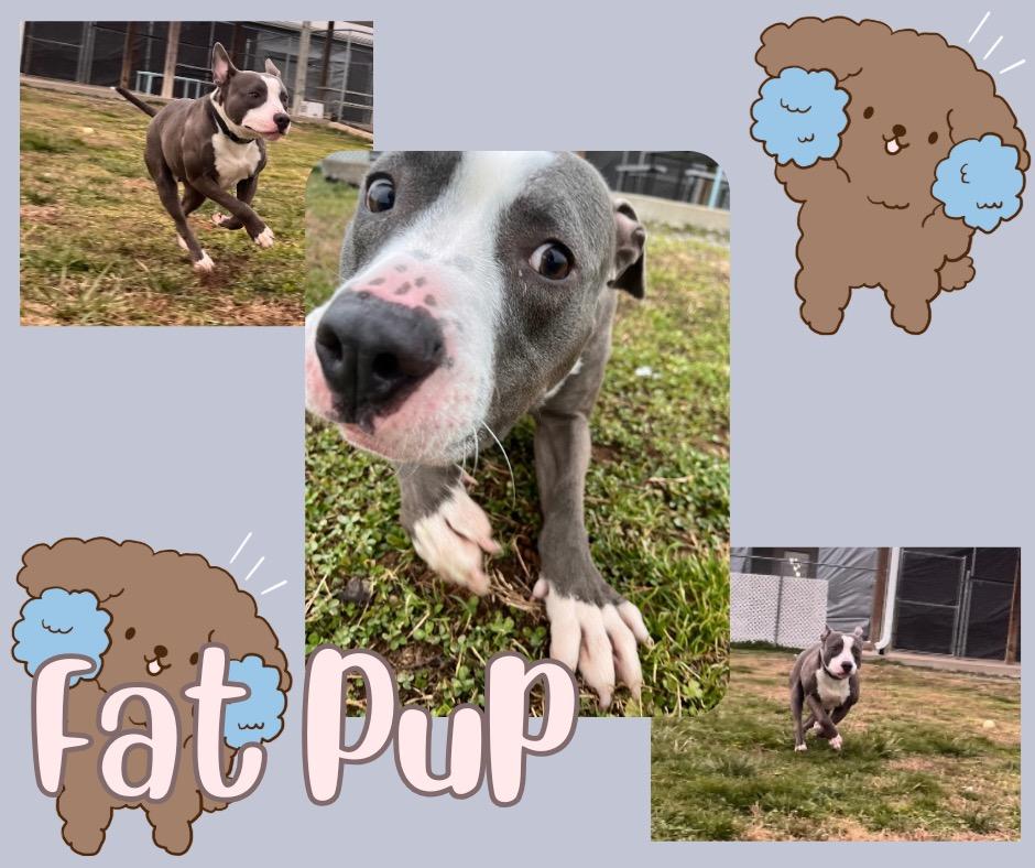 Enlarge Fat Pup, a Adoptable mixed breed in Hopkinsville, KY image 4/5