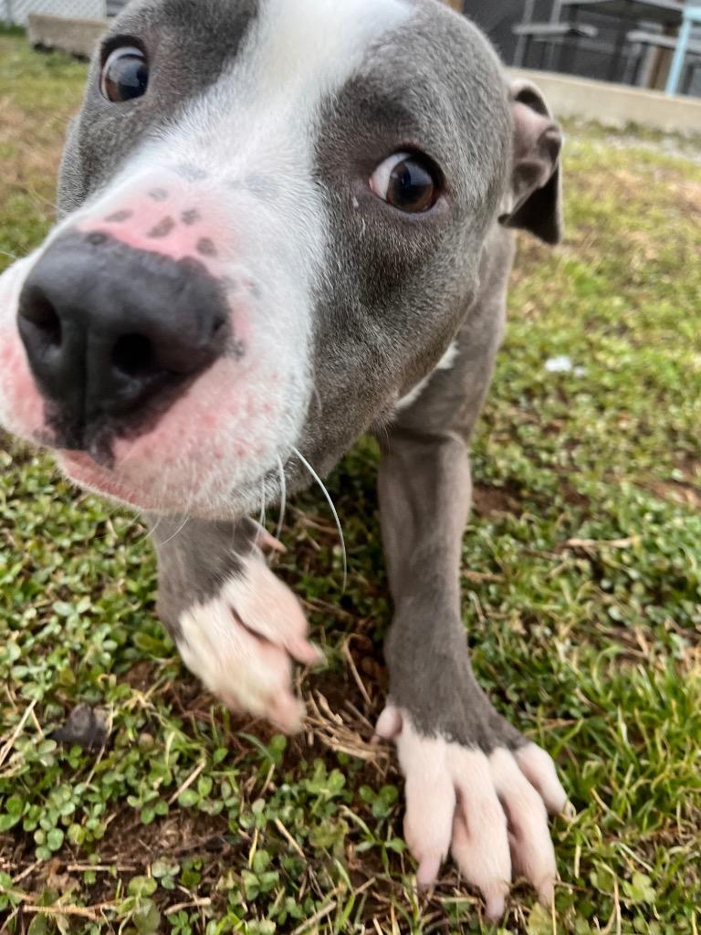 Enlarge Fat Pup, a Adoptable mixed breed in Hopkinsville, KY image 5/5