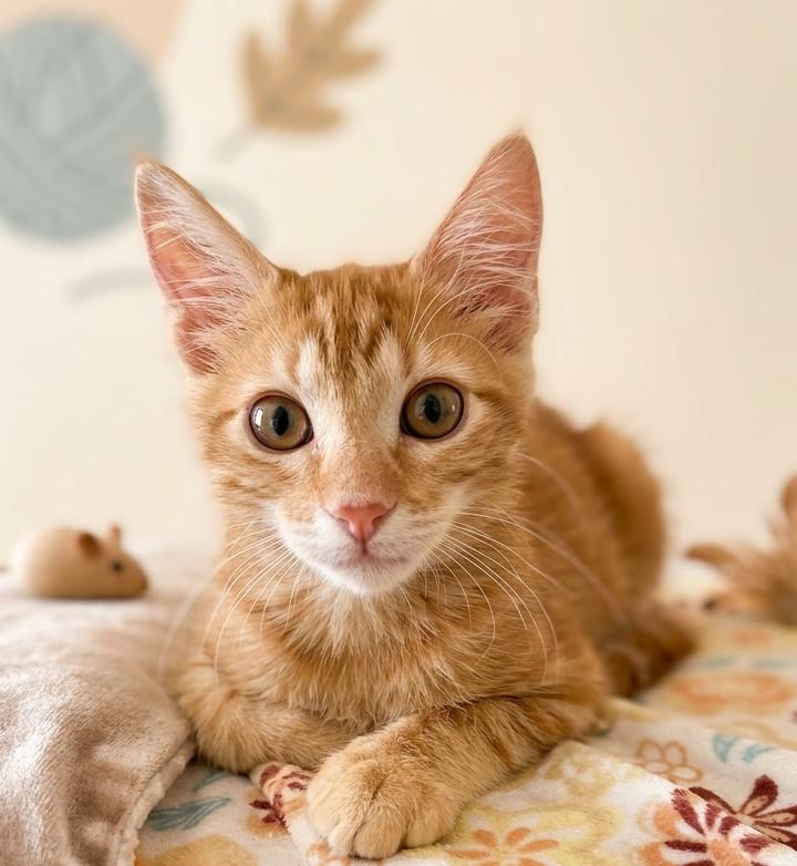 Enlarge LouQ, a Adopted mixed breed in Fair Oaks, CA image 1/1