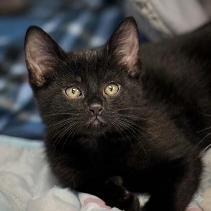 Oprah Winfrey, Adoptable, Kitten Female Domestic Short Hair & Domestic Short Hair.