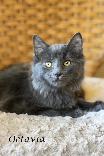 Octavia, Adoptable, Kitten Female Domestic Medium Hair & Domestic Short Hair.