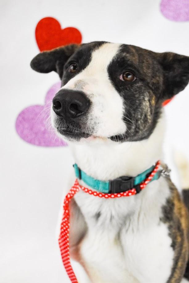 Dog For Adoption Johnny Cash A Plott Hound Mix In Manteca CA Dog For Adoption Johnny Cash A Plott Hound Mix In Manteca CA