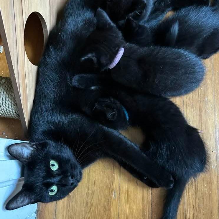 Dido, Adoptable, Adult Female Domestic Short Hair.