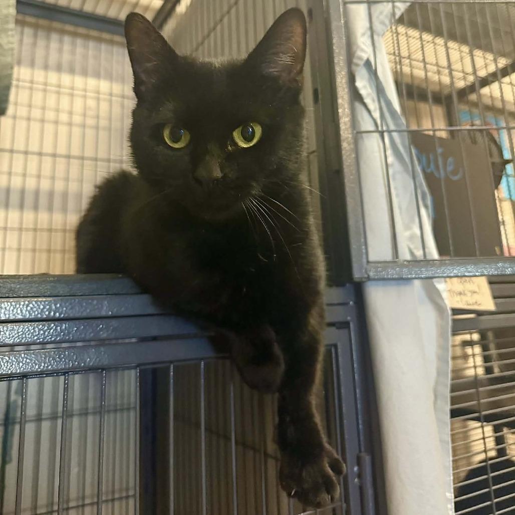 Dido, a Adoptable Domestic Short Hair in South Haven, MI image 2/6