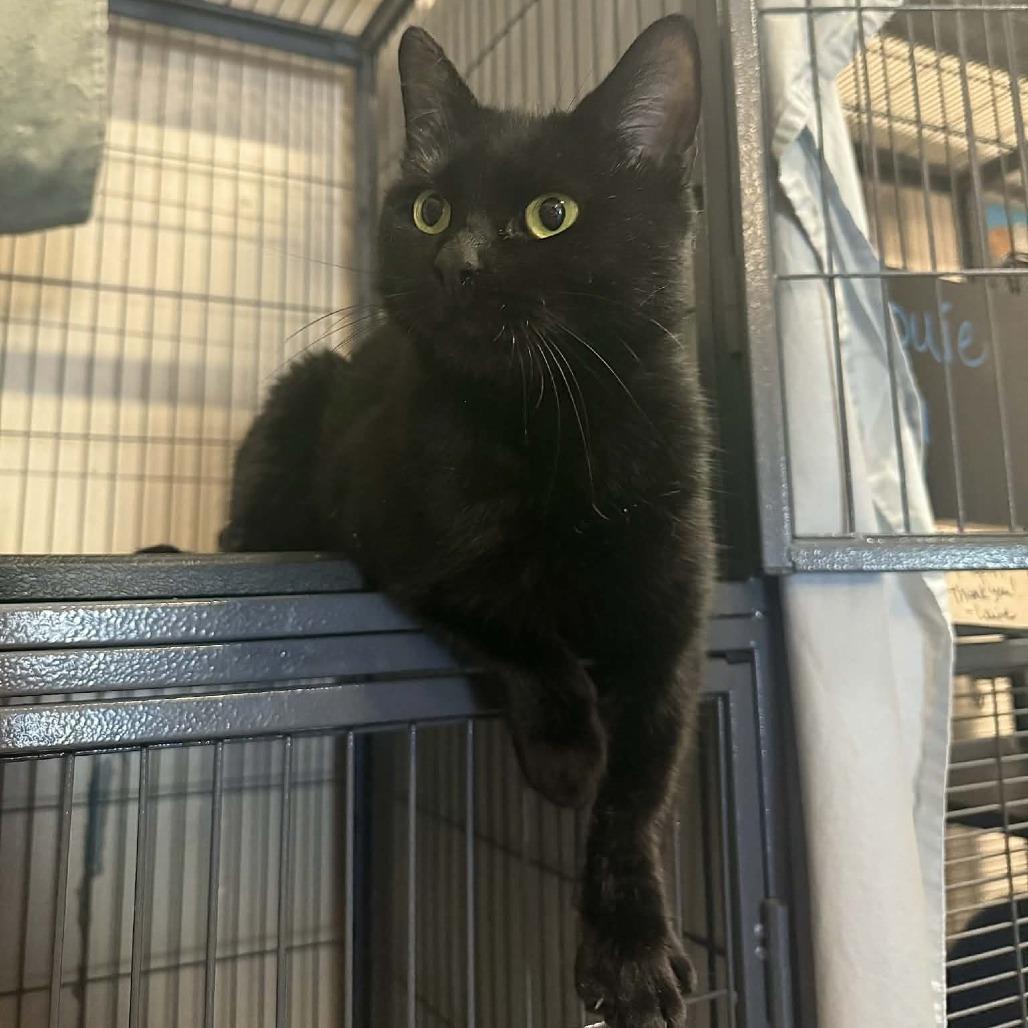 Dido, a Adoptable Domestic Short Hair in South Haven, MI image 3/6