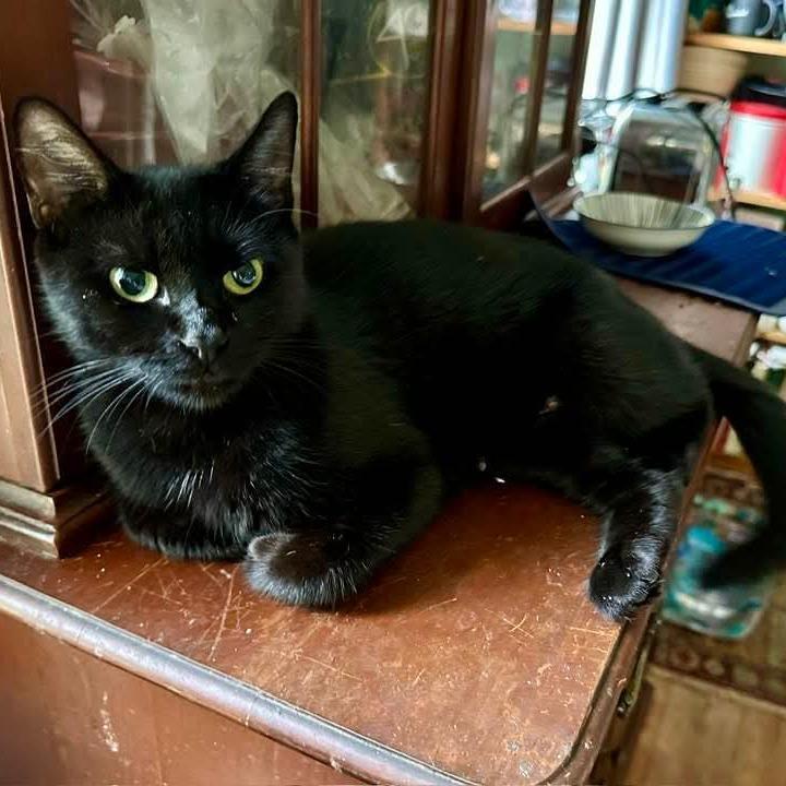 Dido, a Adoptable Domestic Short Hair in South Haven, MI image 5/6