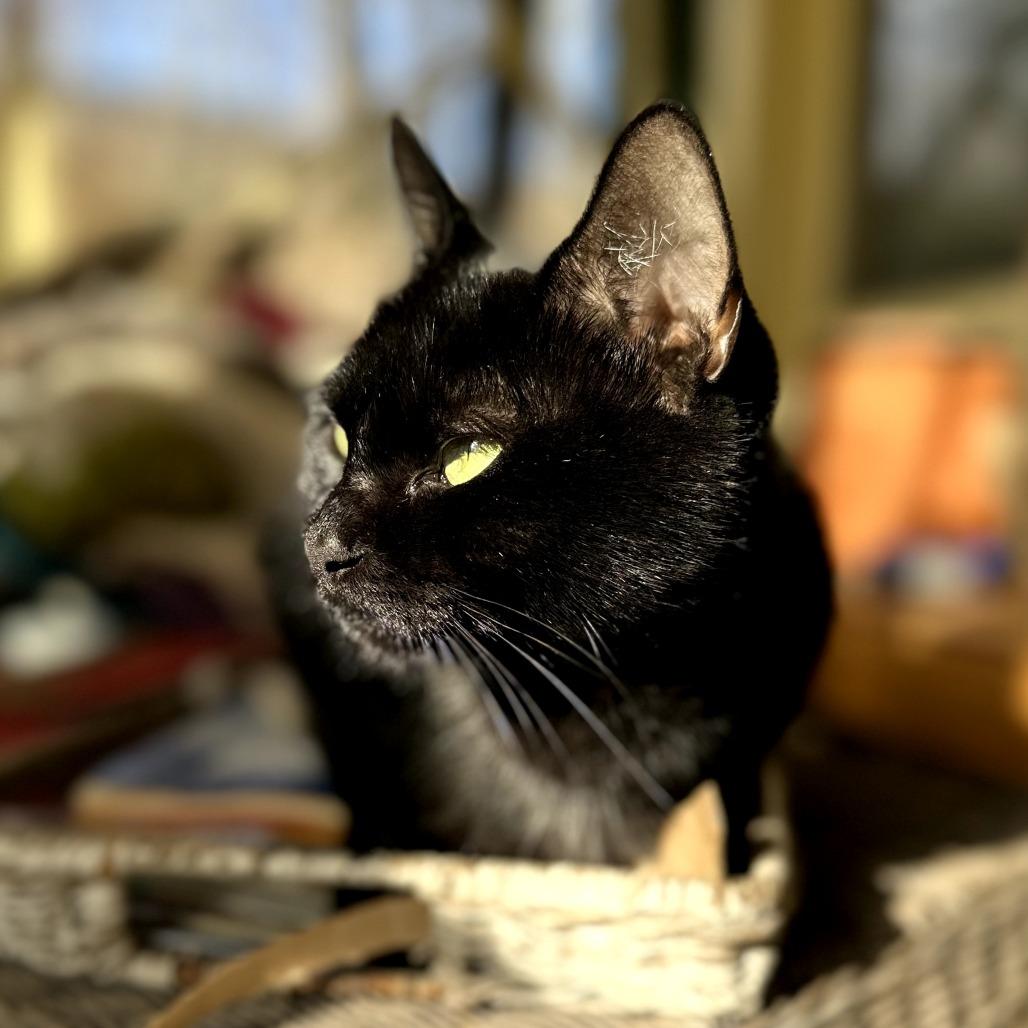 Dido, a Adoptable Domestic Short Hair in South Haven, MI image 6/6