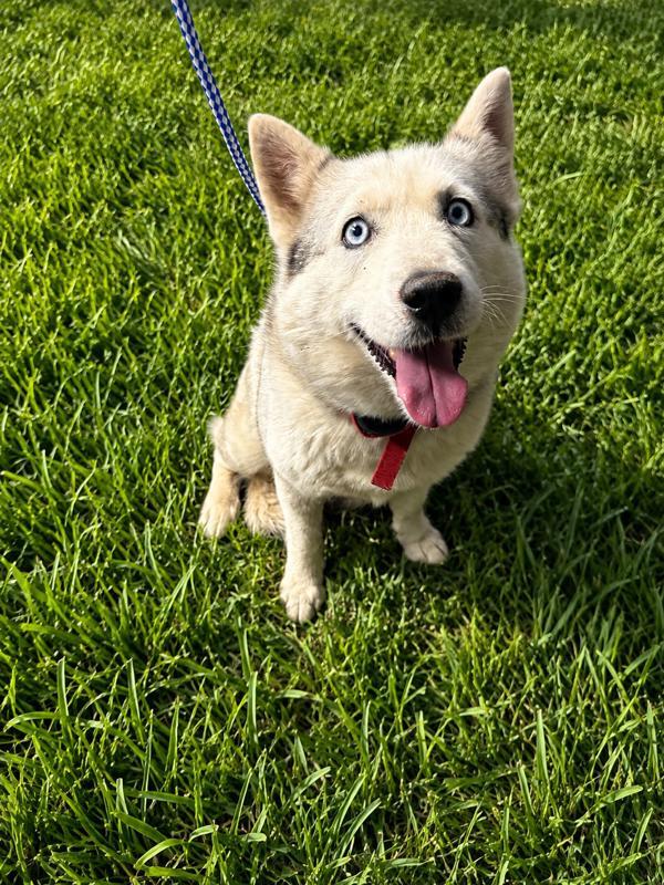 Enlarge Betty, a Adoptable mixed breed in Victorville, CA image 1/1