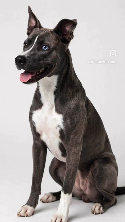 Enlarge BLUE, a Adoptable mixed breed in Nashua, NH video 6/6