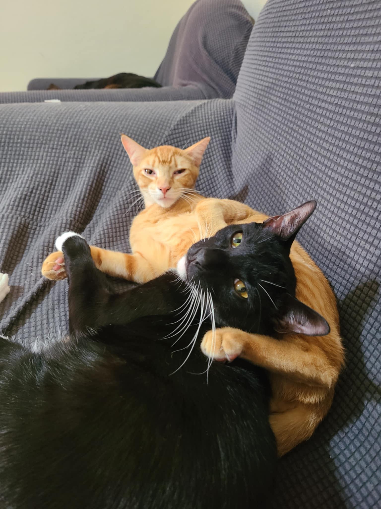 Enlarge Pico de Gato & Queso, a Adoptable Domestic Short Hair in Springfield, VA image 4/5