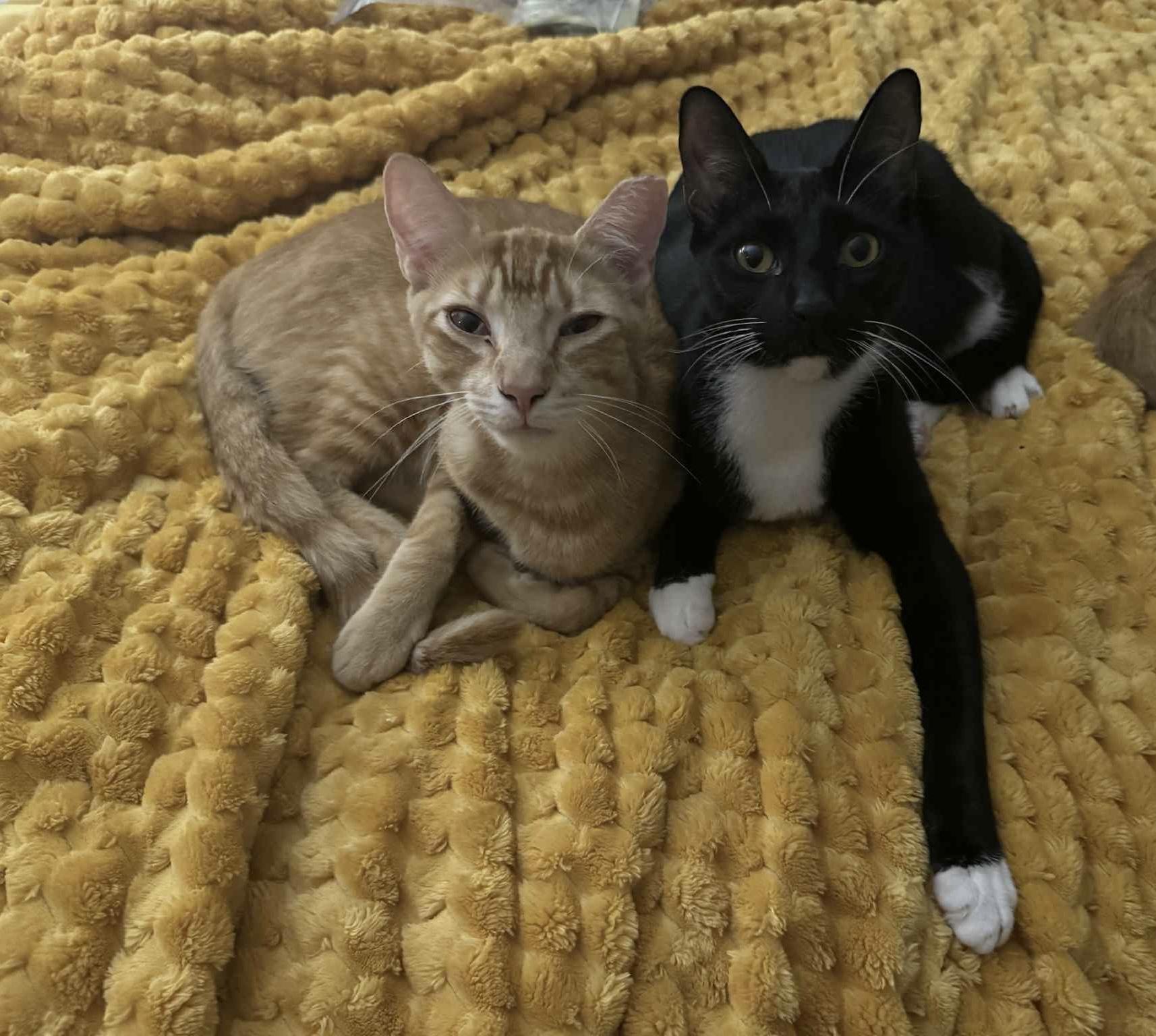 Pico de Gato & Queso, Adoptable, Young Male Domestic Short Hair.