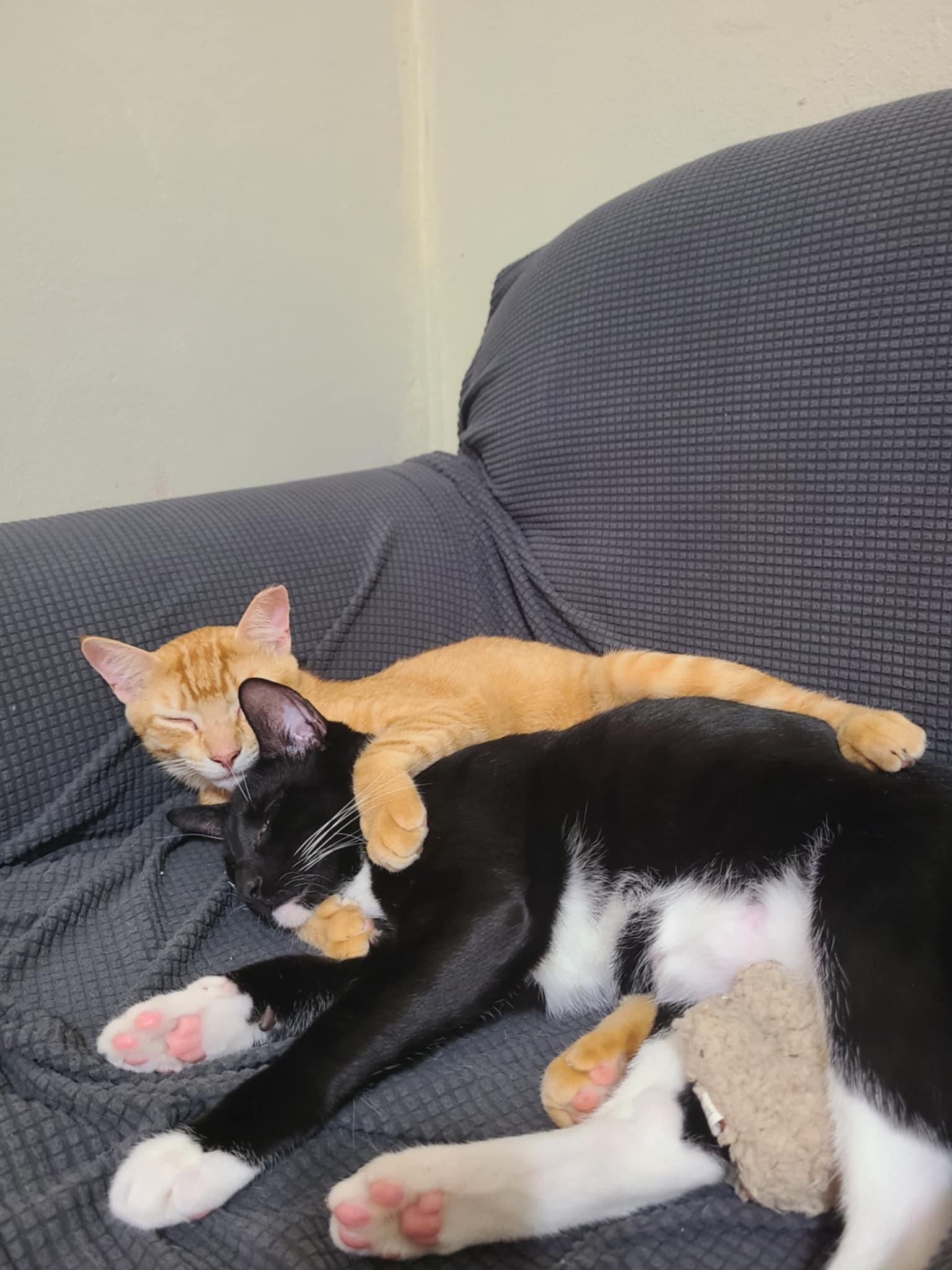 Enlarge Pico de Gato & Queso, a Adoptable Domestic Short Hair in Springfield, VA image 2/5