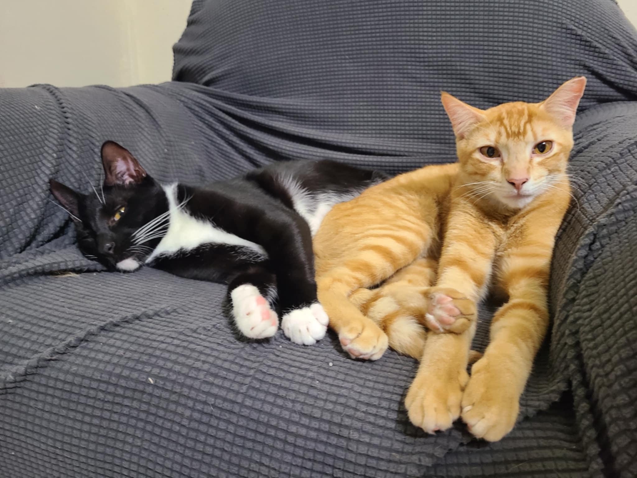 Enlarge Pico de Gato & Queso, a Adoptable Domestic Short Hair in Springfield, VA image 3/5