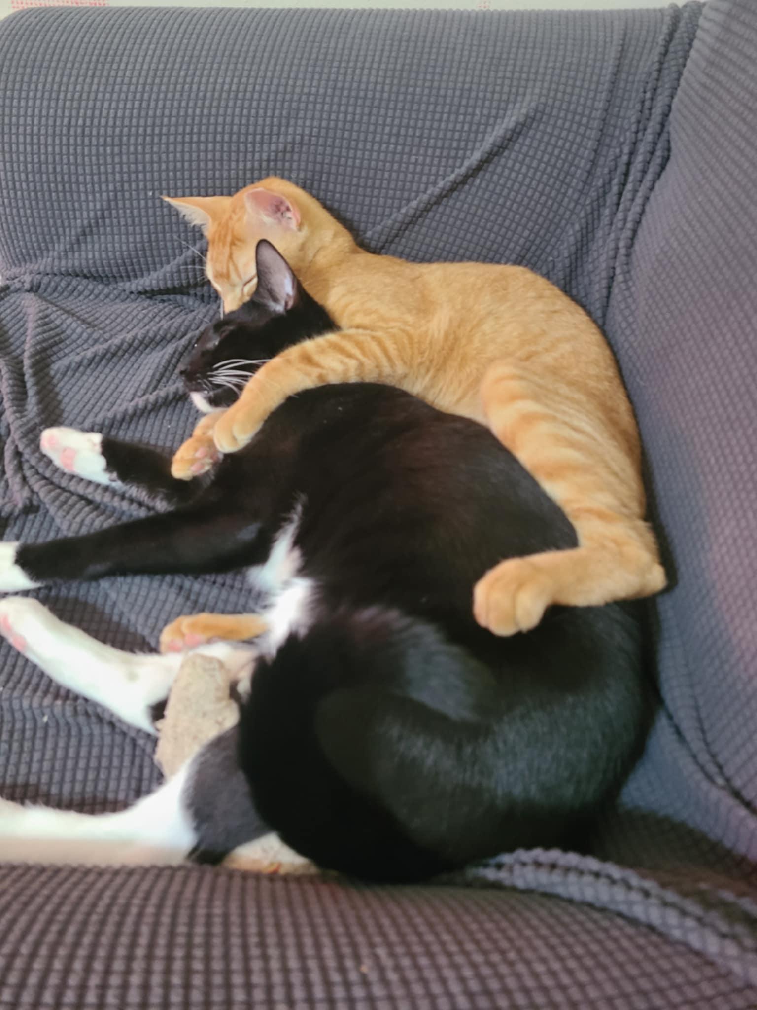 Enlarge Pico de Gato & Queso, a Adoptable Domestic Short Hair in Springfield, VA image 5/5