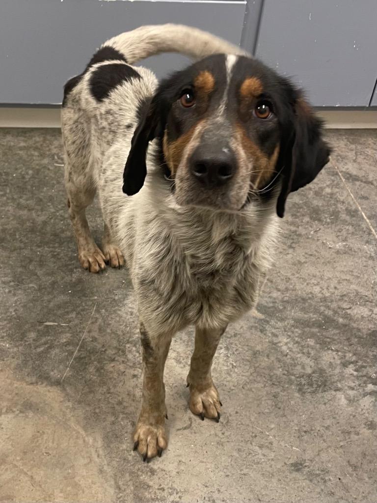 Alicent, Adoptable, Adult Female Australian Cattle Dog / Blue Heeler & Mixed Breed.