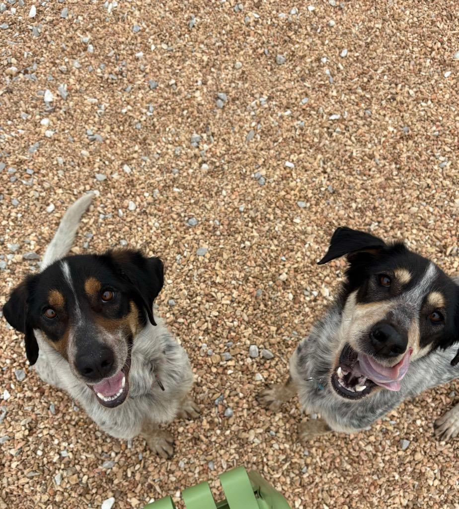 Alicent, Adoptable, Adult Female Australian Cattle Dog / Blue Heeler & Mixed Breed.