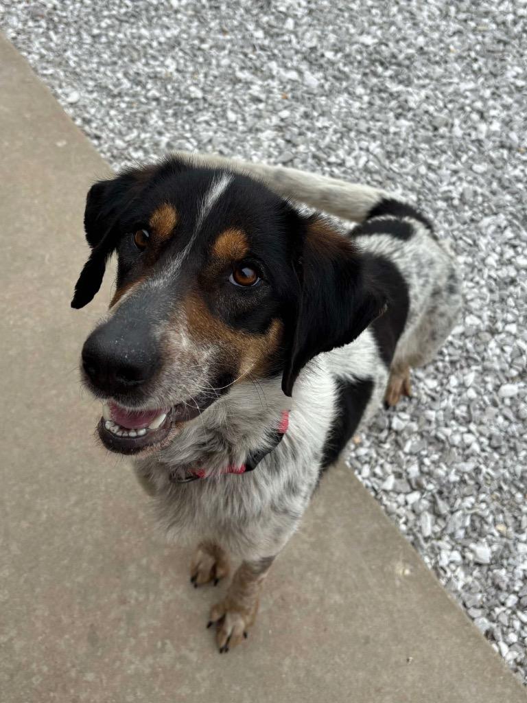 Alicent, a Adoptable mixed breed in Neosho, MO image 3/6