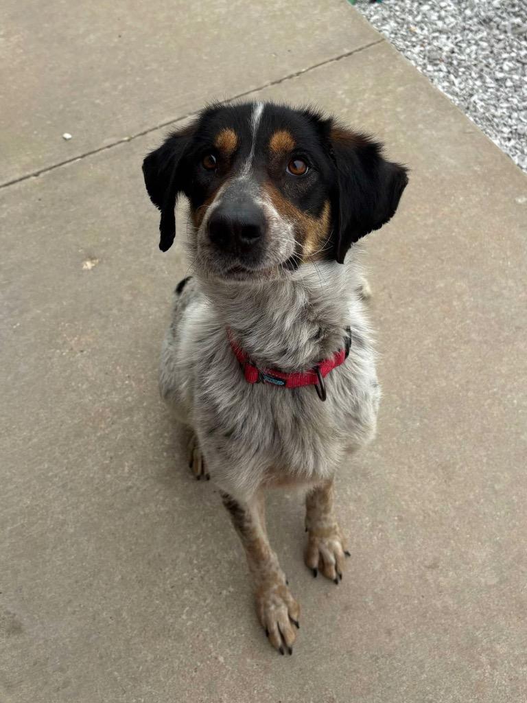 Enlarge Alicent, a Adoptable mixed breed in Neosho, MO image 2/6