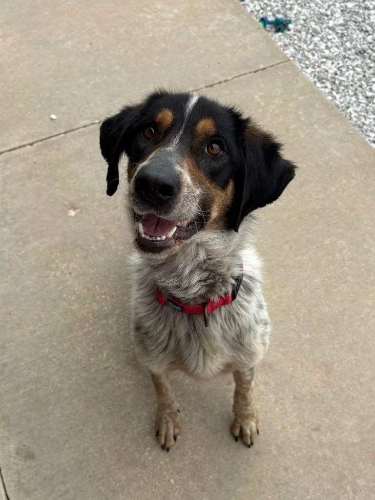 Enlarge Alicent, a Adoptable mixed breed in Neosho, MO image 4/6