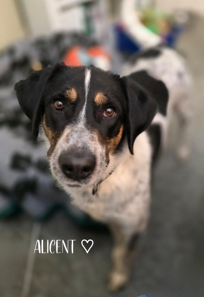 Enlarge Alicent, a Adoptable mixed breed in Neosho, MO image 5/6