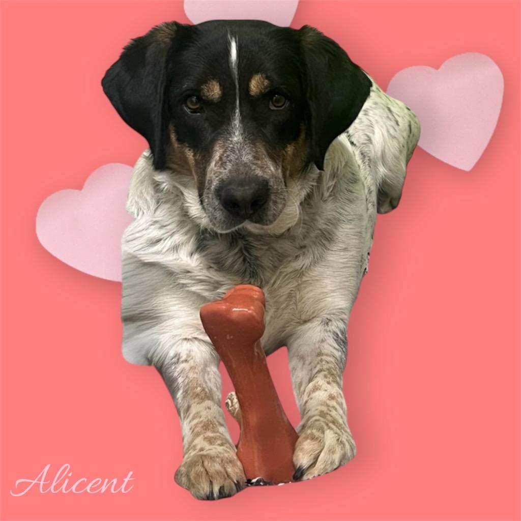 Alicent, a Adoptable mixed breed in Neosho, MO image 6/6