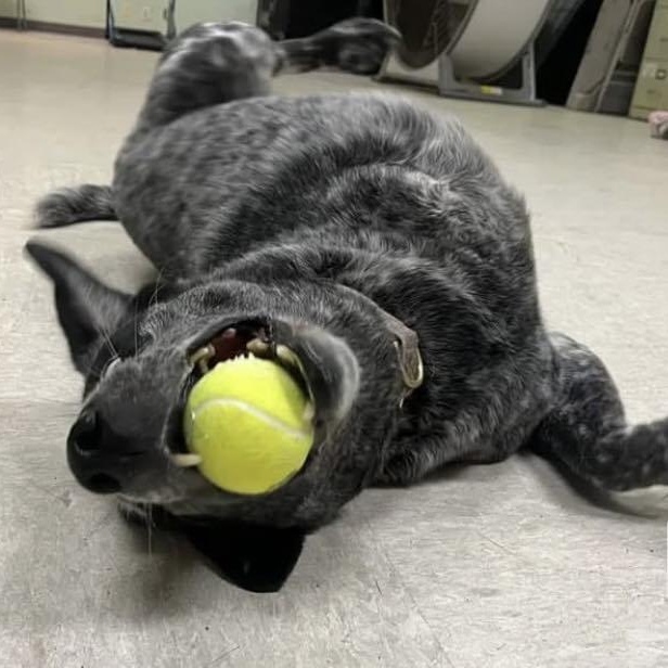 Enlarge Magnum, a Adoptable mixed breed in Fort Collins, CO image 5/6