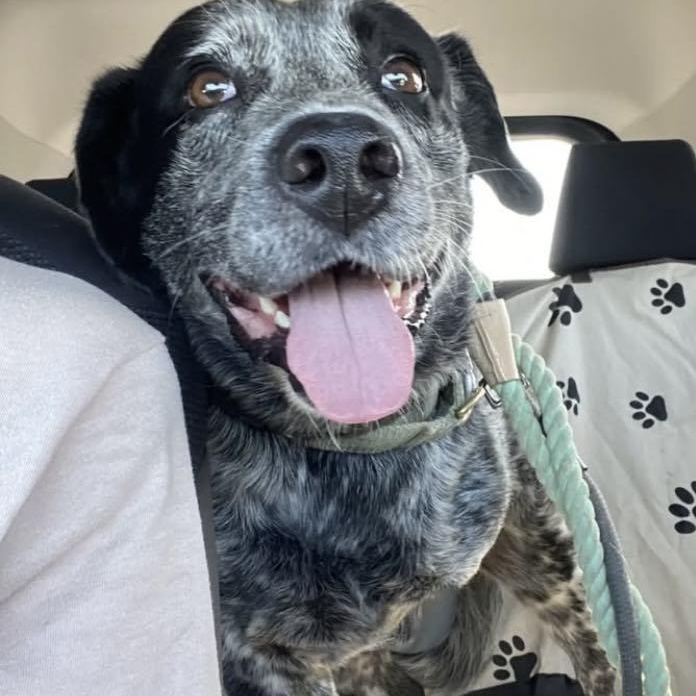 Enlarge Magnum, a Adoptable mixed breed in Fort Collins, CO image 4/6