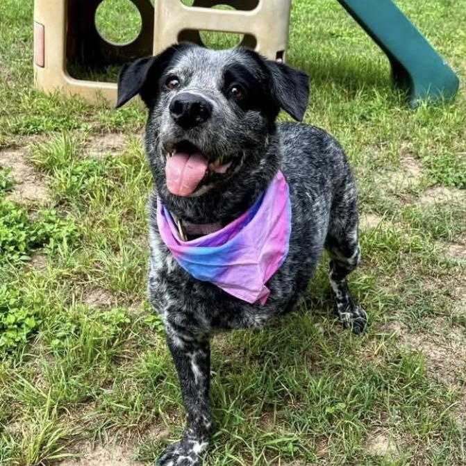 Enlarge Magnum, a Adoptable mixed breed in Fort Collins, CO image 2/6