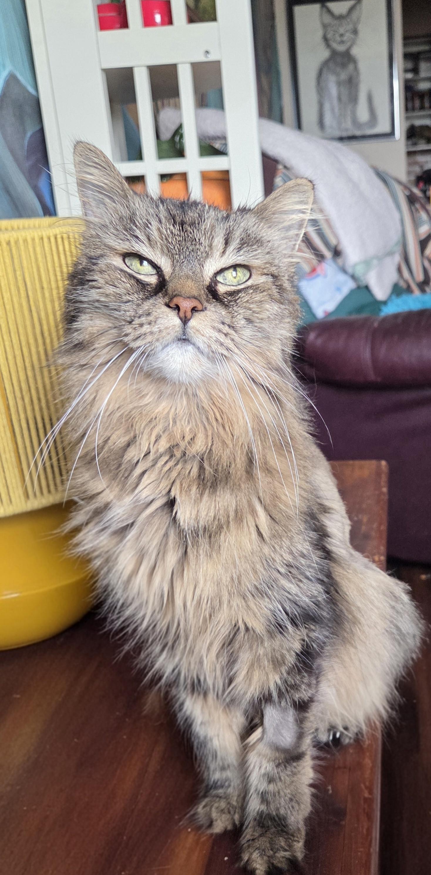 Rocky, a ADOPTABLE Tabby in Stoney Creek, ON image 3/4