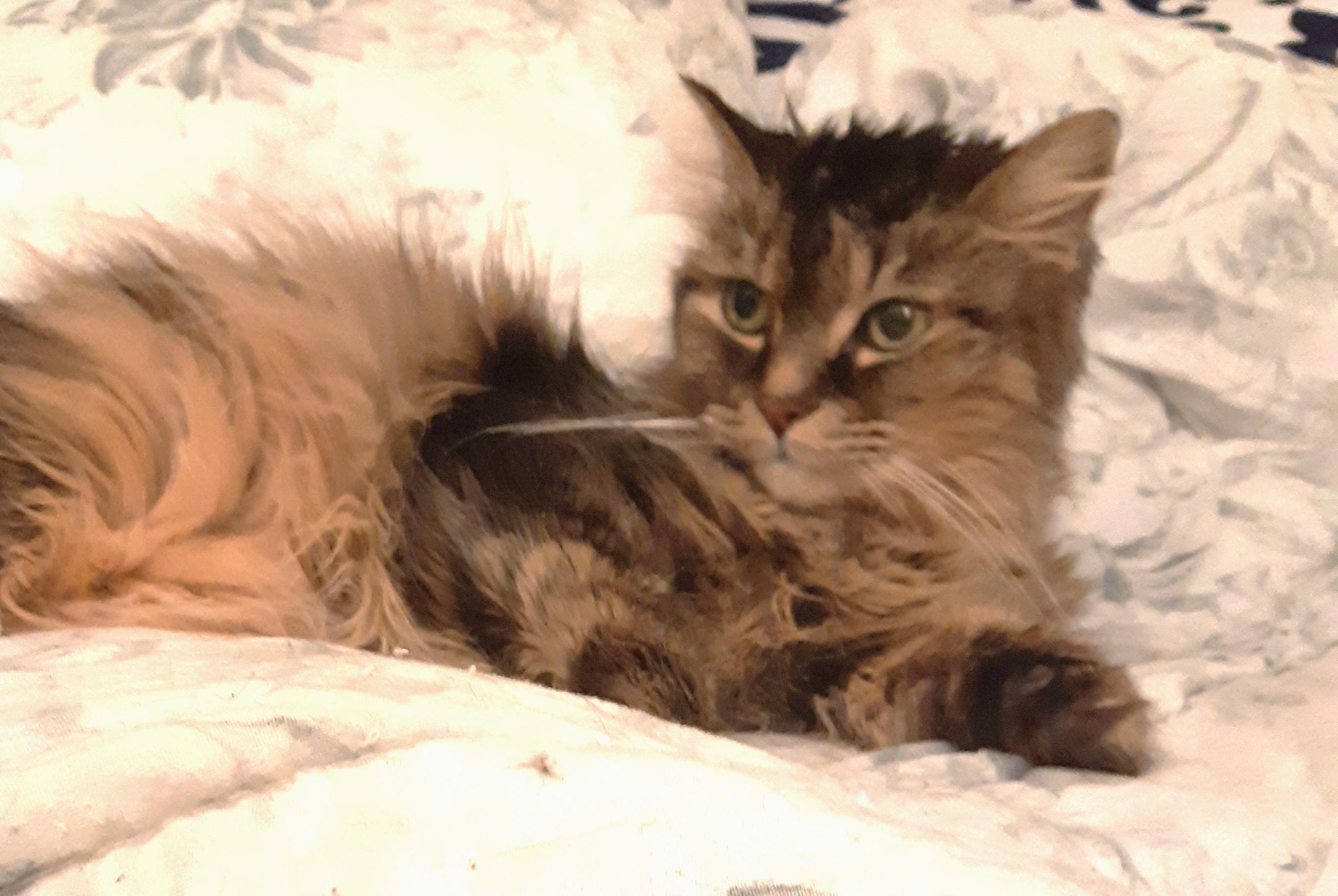 Rocky, ADOPTABLE, Senior Female Tabby.