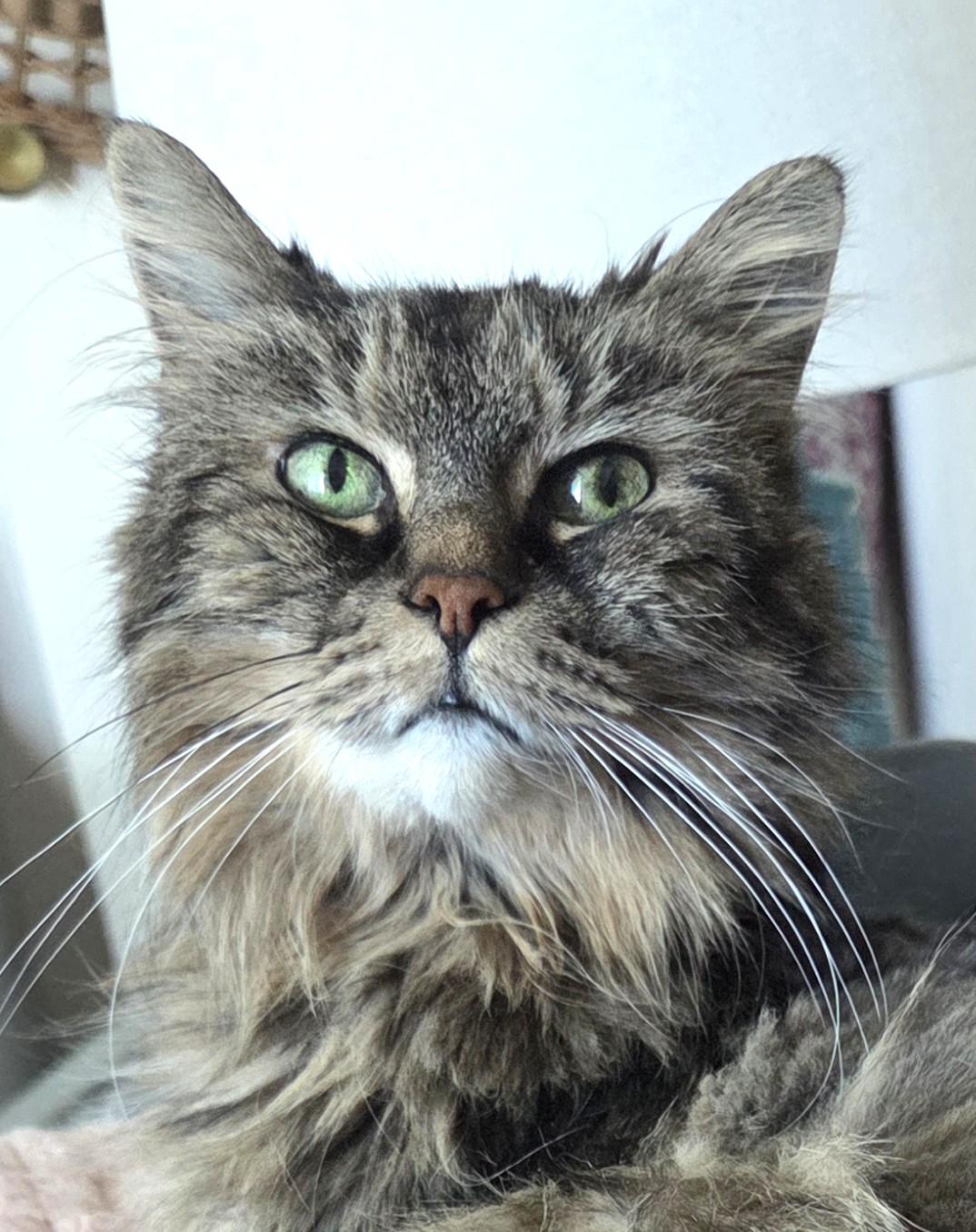 Rocky, a ADOPTABLE Tabby in Stoney Creek, ON image 4/4