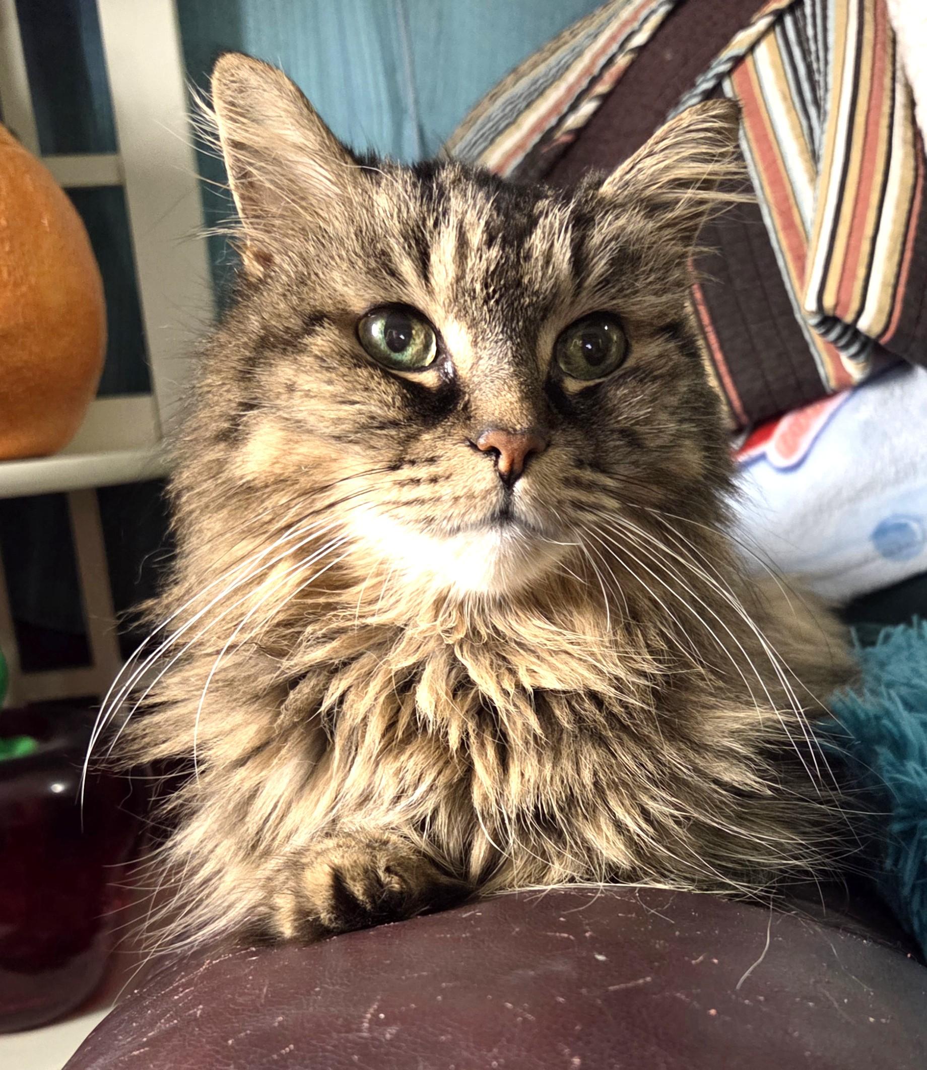 Rocky, a ADOPTABLE Tabby in Stoney Creek, ON image 2/4