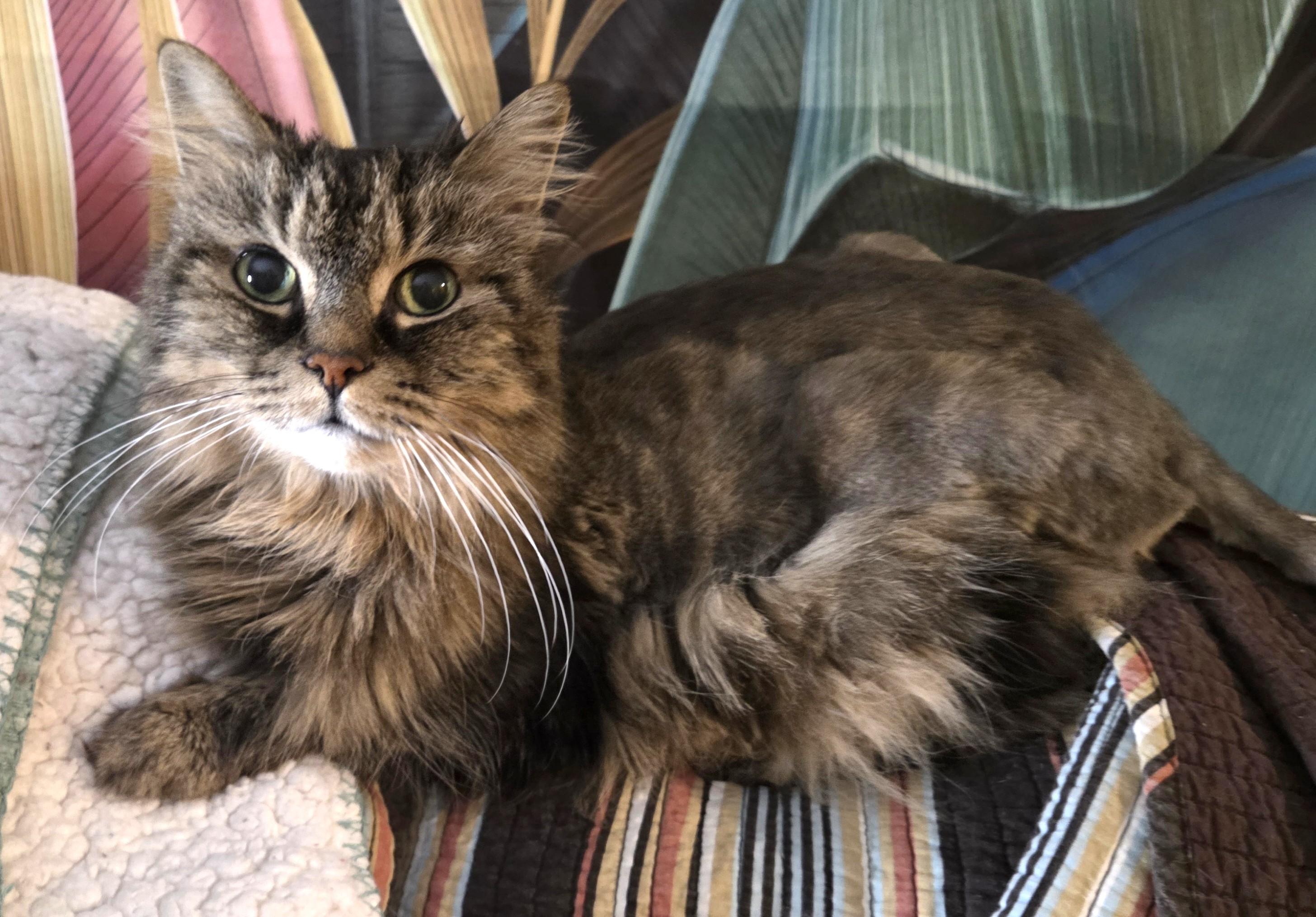 Rocky, ADOPTABLE, Senior Female Tabby.