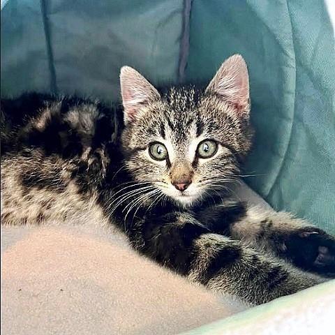 Enlarge Yukon, a ADOPTABLE Tabby in Salt Lake City, UT image 1/1