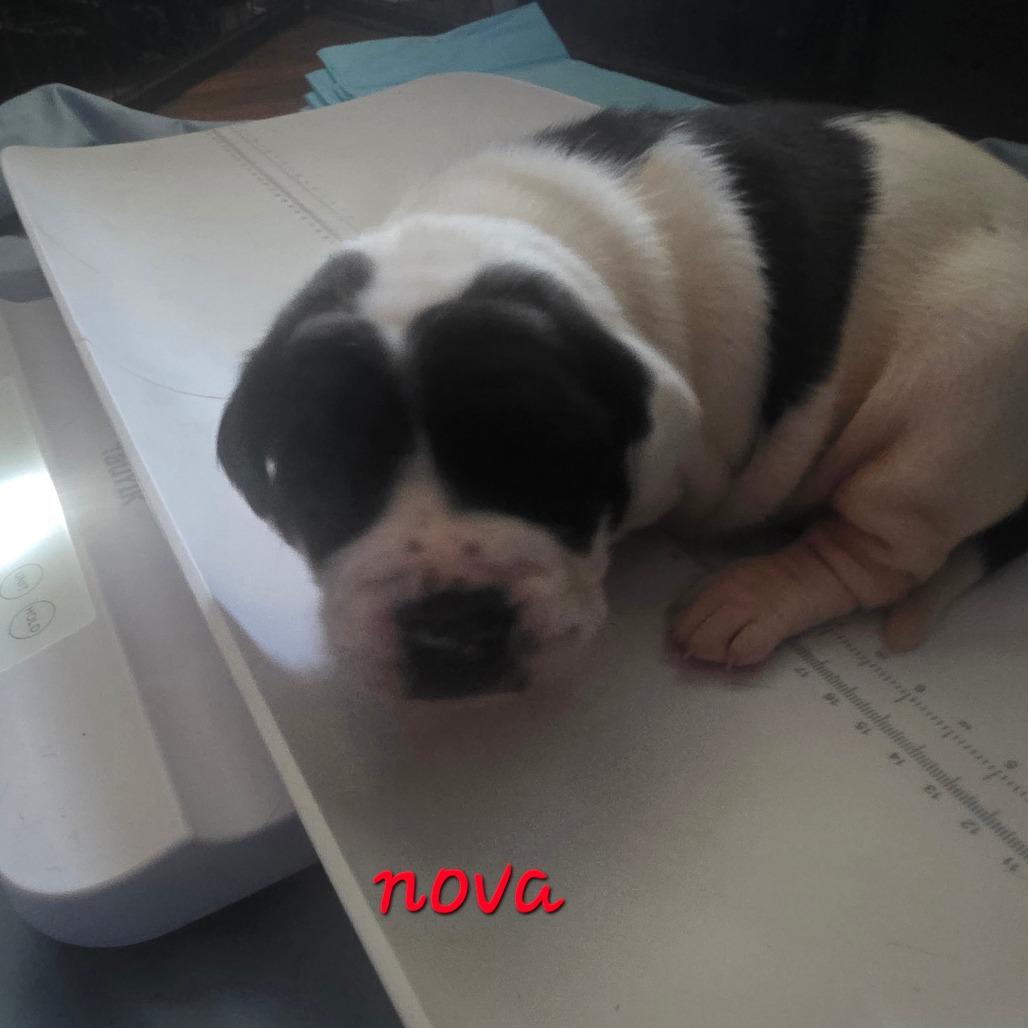 Nova, Adoptable, Puppy Female Pit Bull Terrier & American Bulldog.