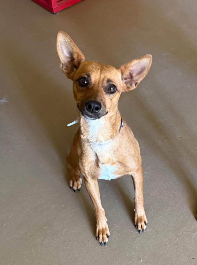 Enlarge Tofu, a Adoptable Chihuahua in Tehachapi, CA image 5/6