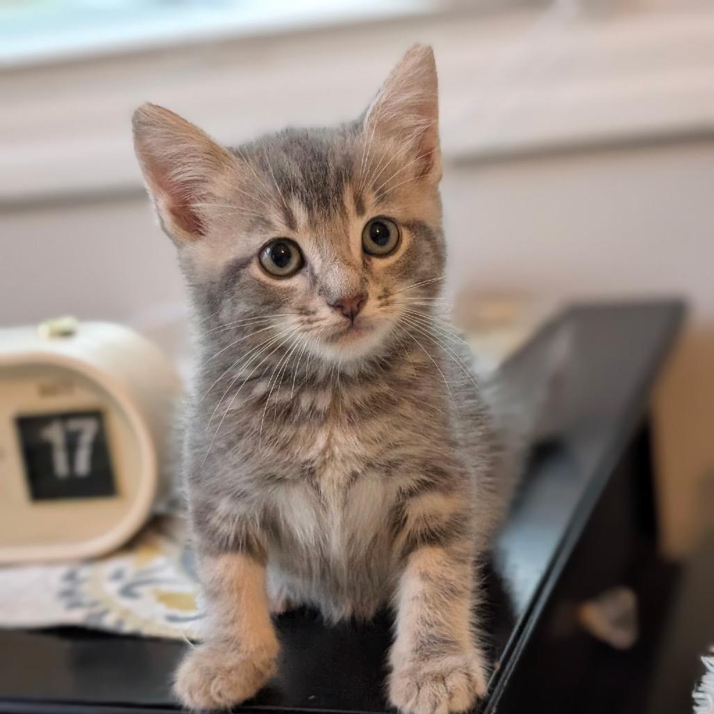 Enlarge Cormac, a Adoptable Domestic Short Hair in Raleigh, NC image 1/2