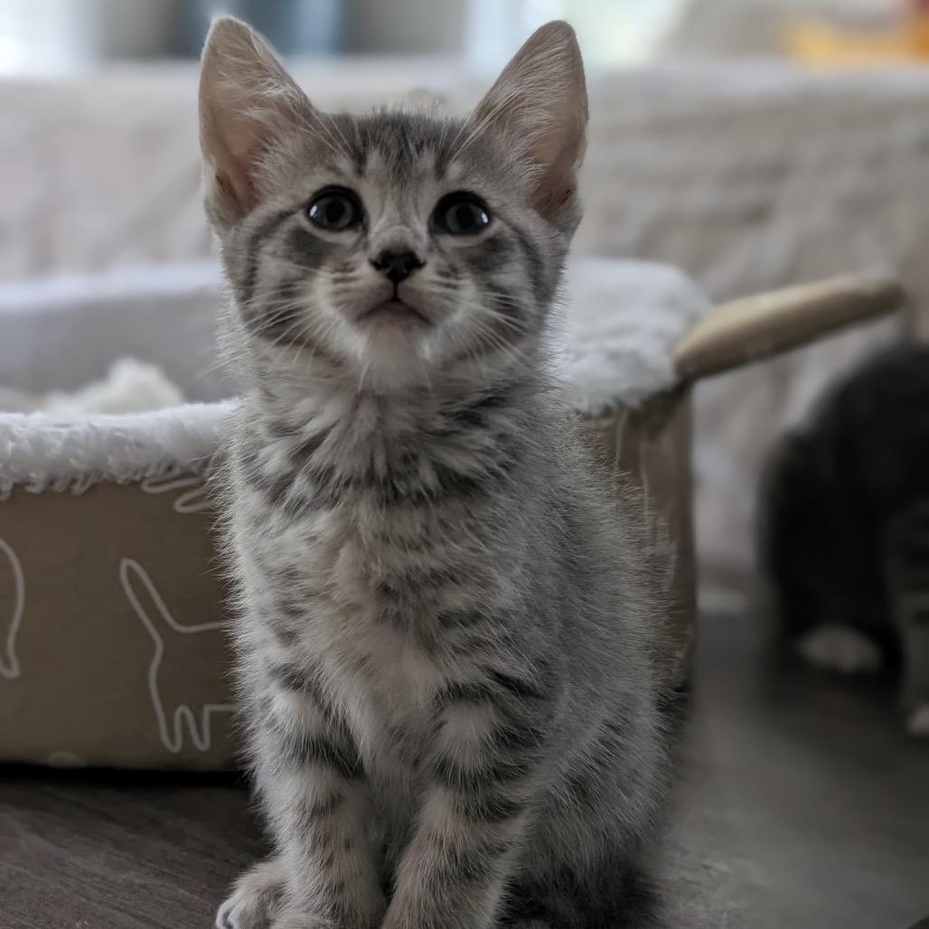 Enlarge Cormac, a Adoptable Domestic Short Hair in Raleigh, NC image 2/2