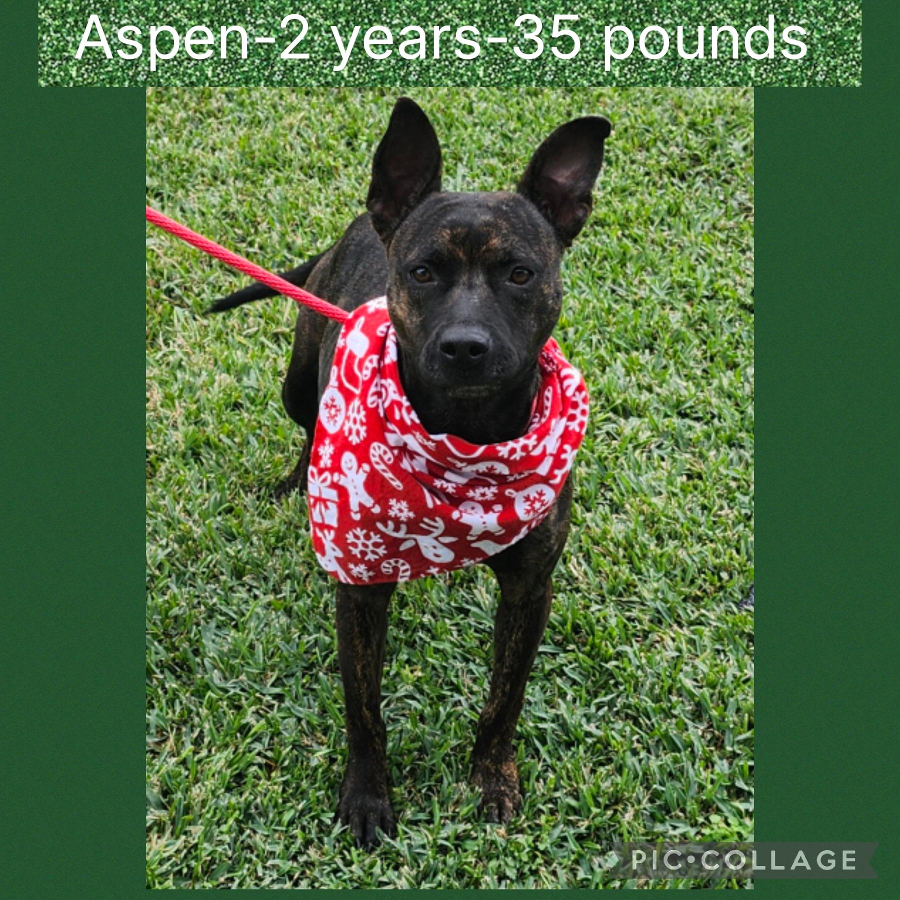 Aspen, Adoptable, Young Female Mixed Breed.