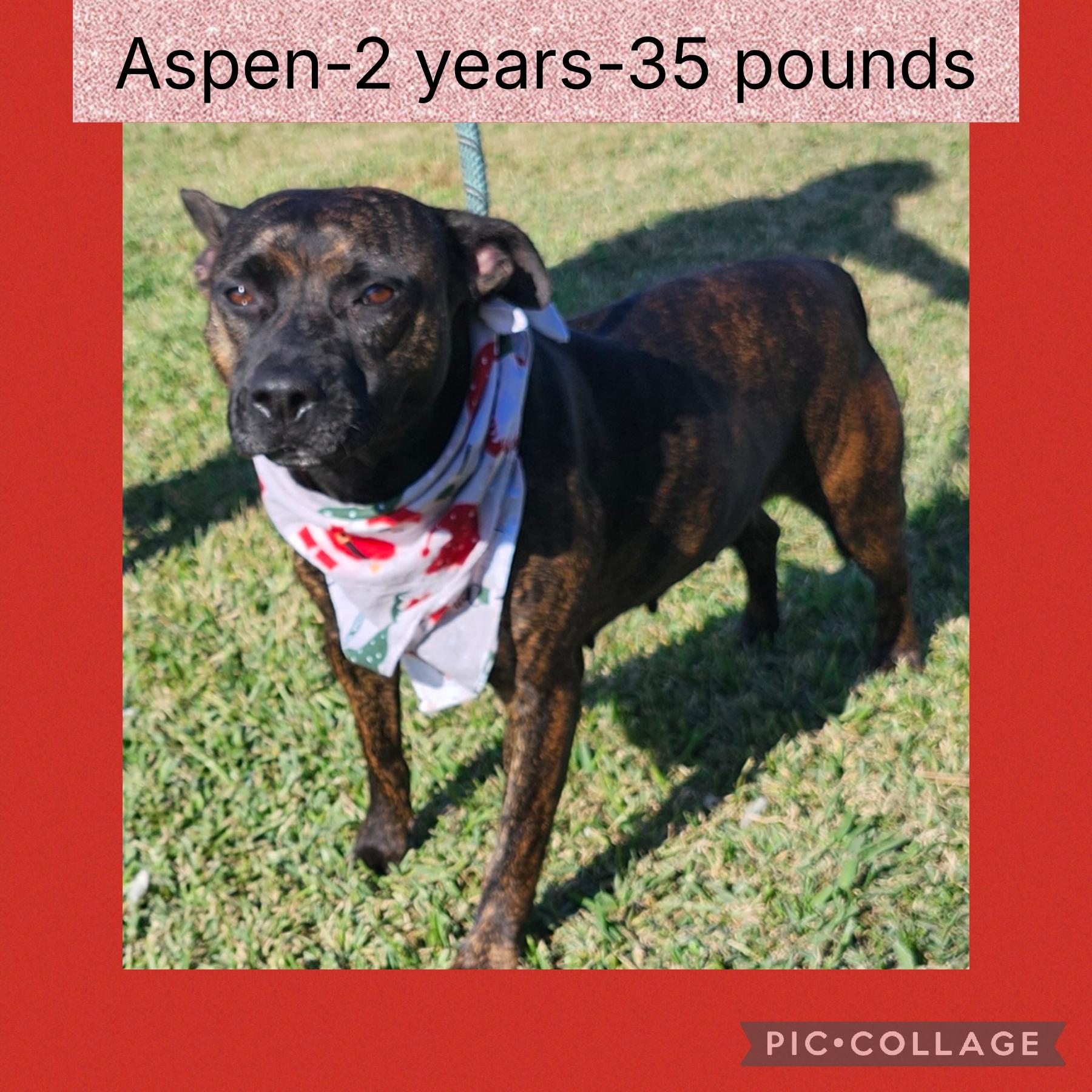 Aspen, Adoptable, Young Female Mixed Breed.