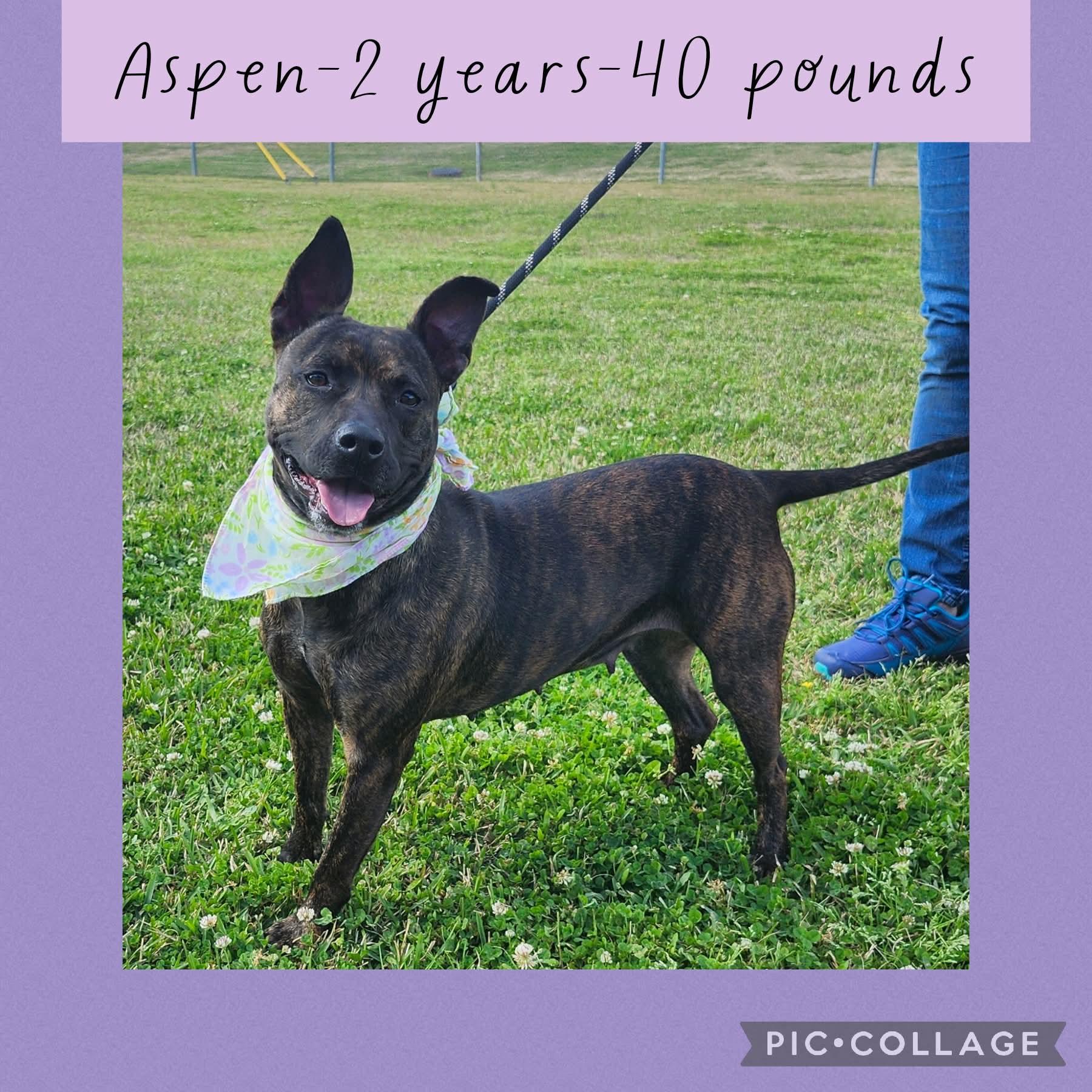 Enlarge Aspen, a Adoptable mixed breed in New Iberia, LA image 1/1
