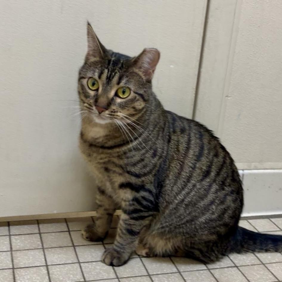 Lydia, Adoptable, Adult Female Domestic Short Hair.