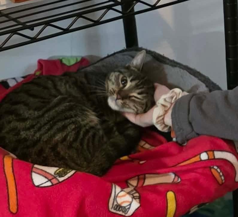 Lydia, a Adoptable mixed breed in Chicago, IL image 3/6