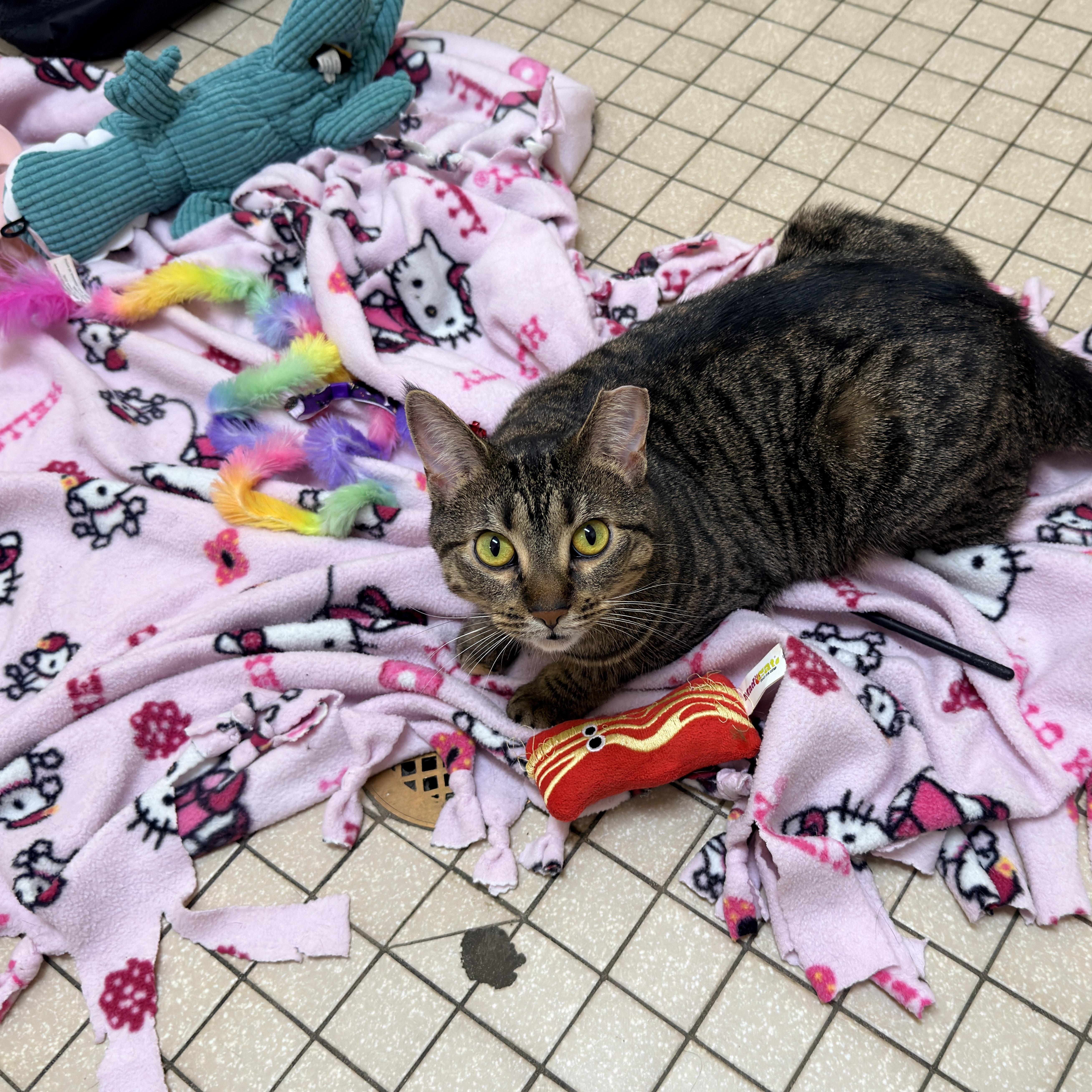 Lydia, a Adoptable mixed breed in Chicago, IL image 4/5