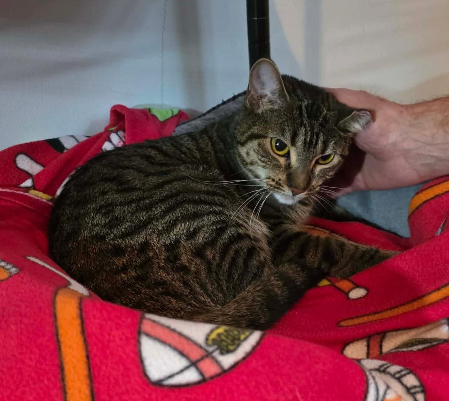 Lydia, Adoptable, Adult Female Domestic Short Hair.