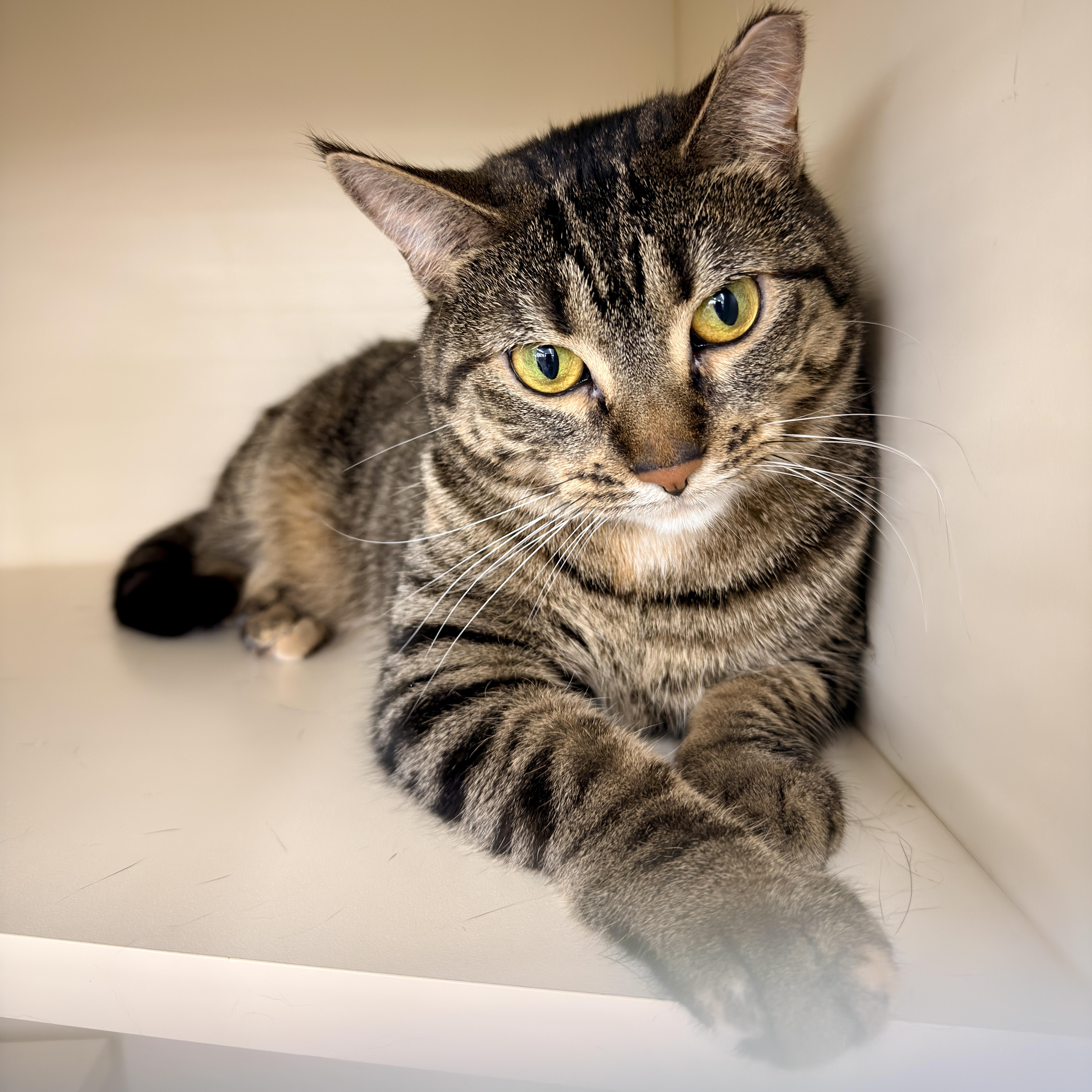 Lydia, a Adoptable mixed breed in Chicago, IL image 1/5